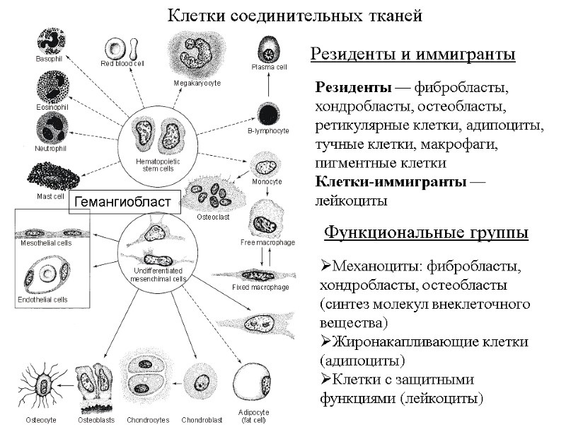 Клетки соединительных тканей  Резиденты и иммигранты Функциональные группы  Резиденты — фибробласты, хондробласты,